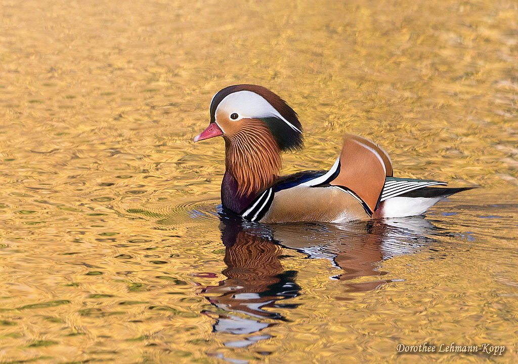 Mandarin-Erpel