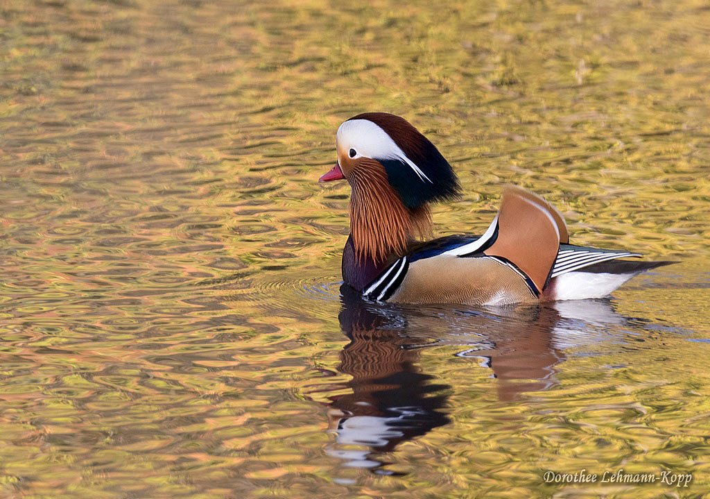 Mandarin-Erpel