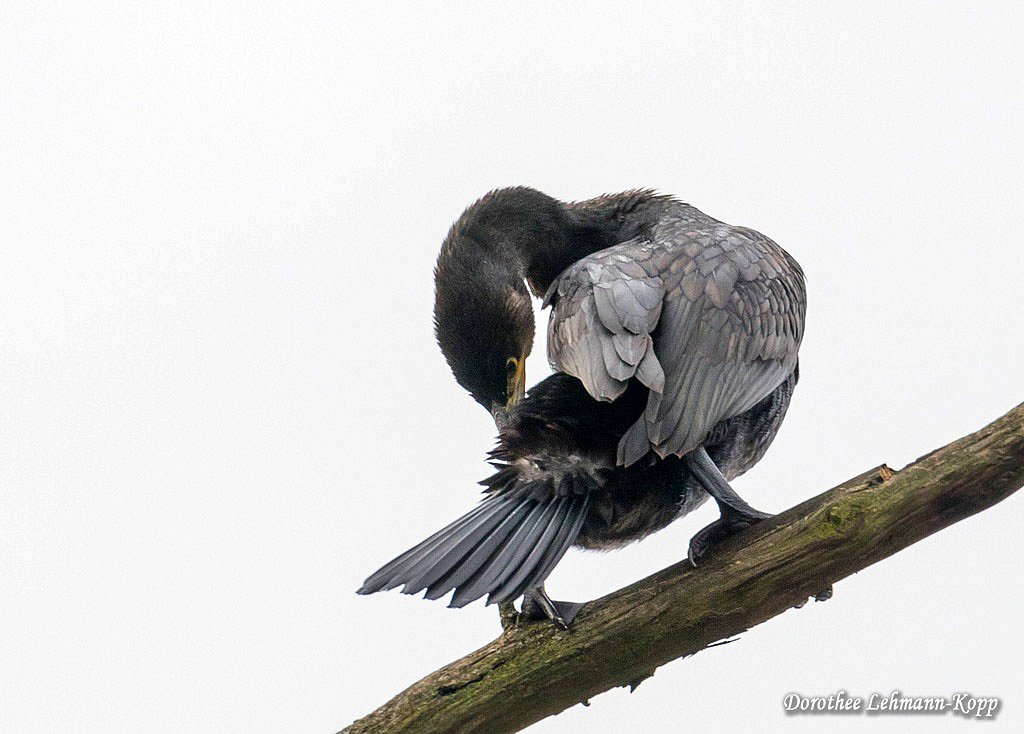 Kormoran