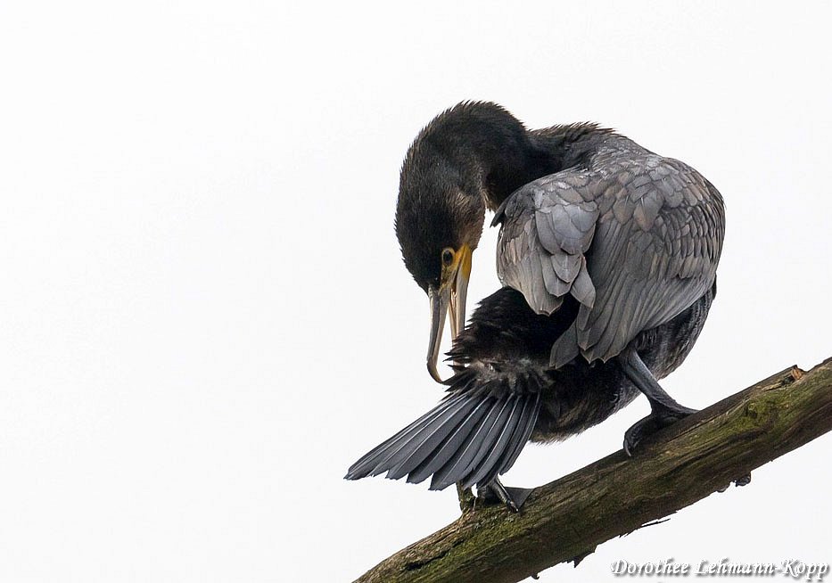 Kormoran