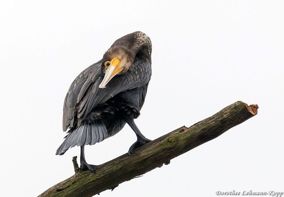Kormoran