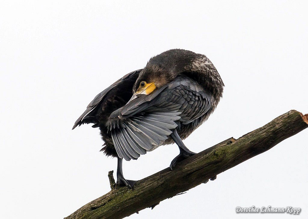 Kormoran
