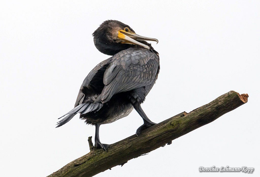 Kormoran
