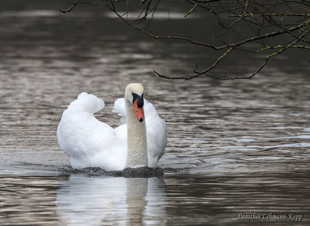 Schwan