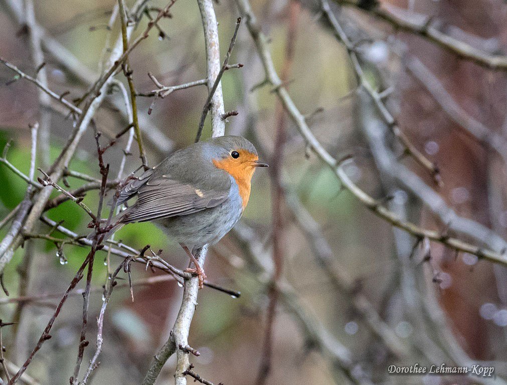 Rotkehlchen
