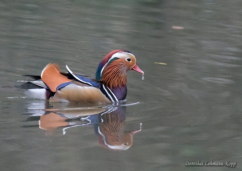 Mandarinente