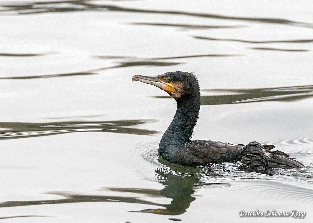 Kormoran