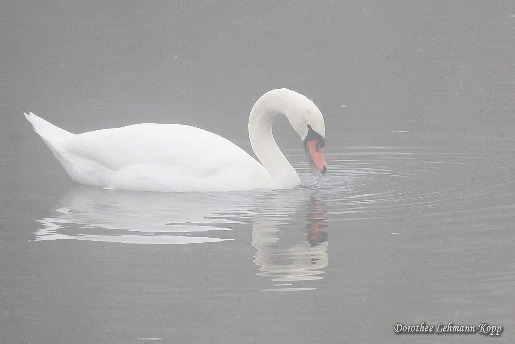 Schwan im Nebel