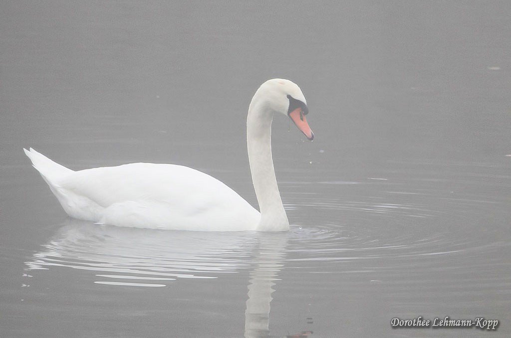 Schwan im Nebel