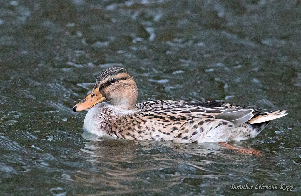 Stockente