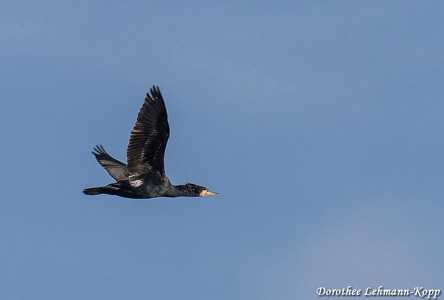 Kormoran