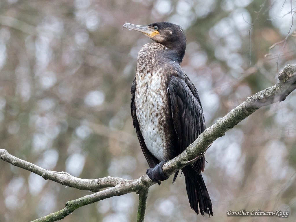 Kormoran