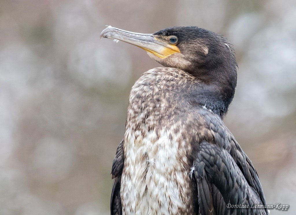 Kormoran