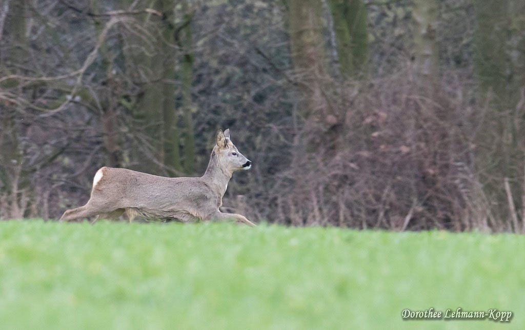 Rehe