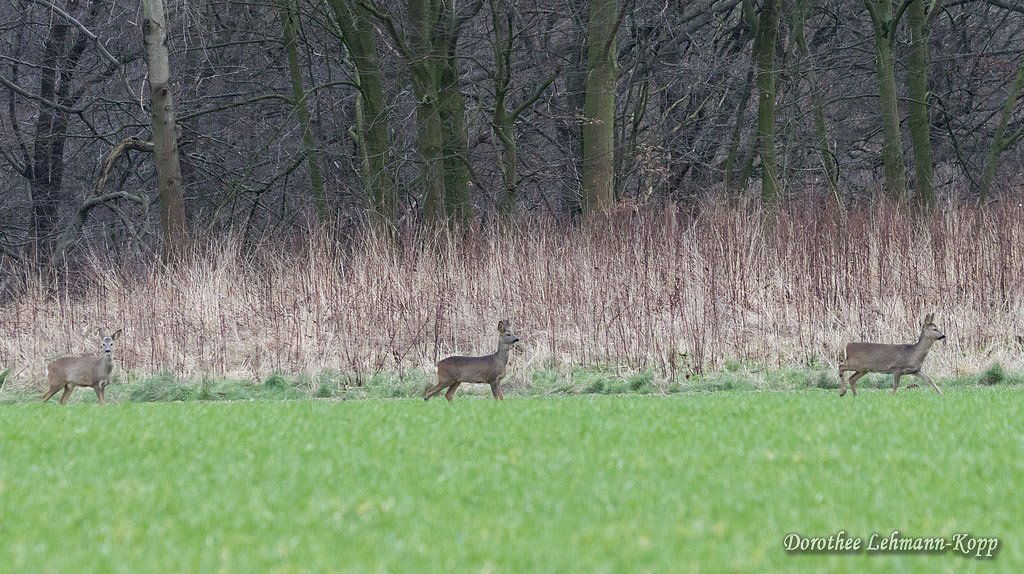 Rehe