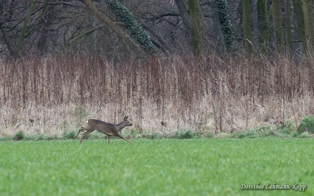Rehe