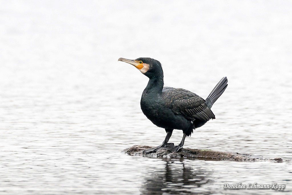 Kormoran