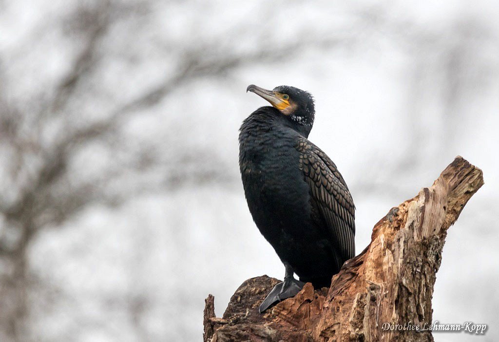 Kormoran