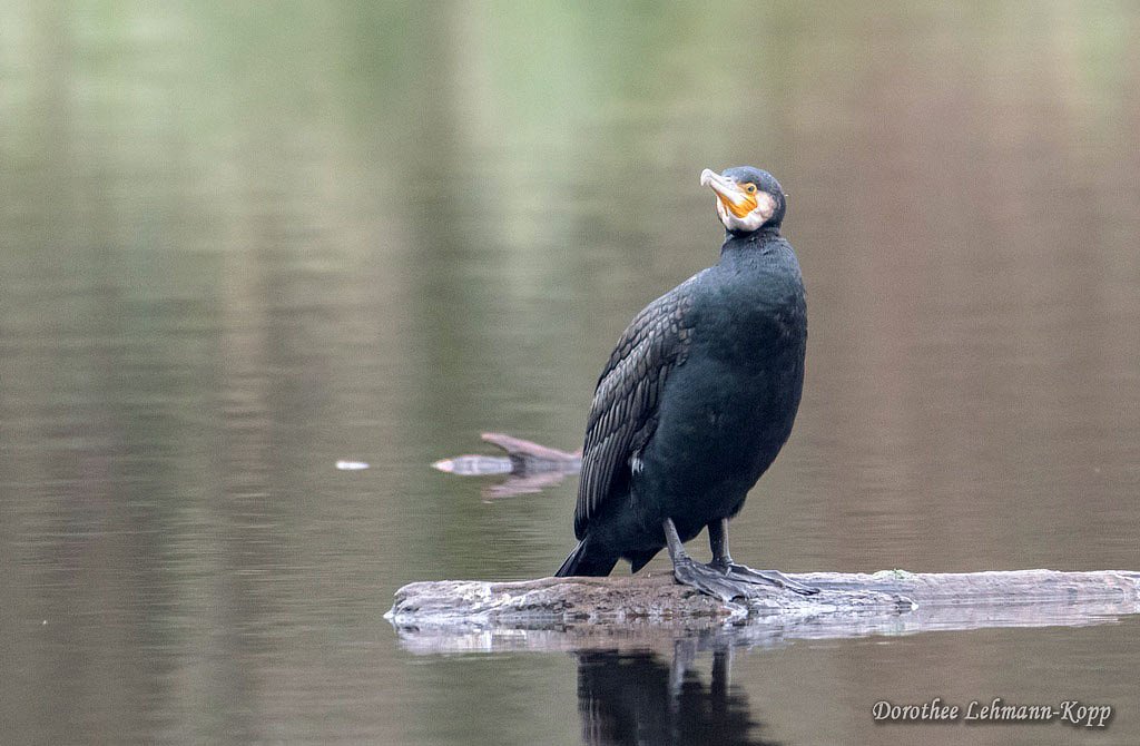 Kormoran