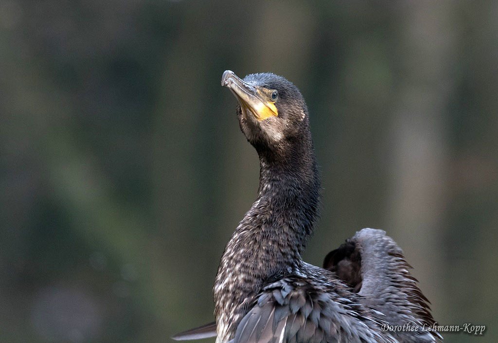 Kormoran