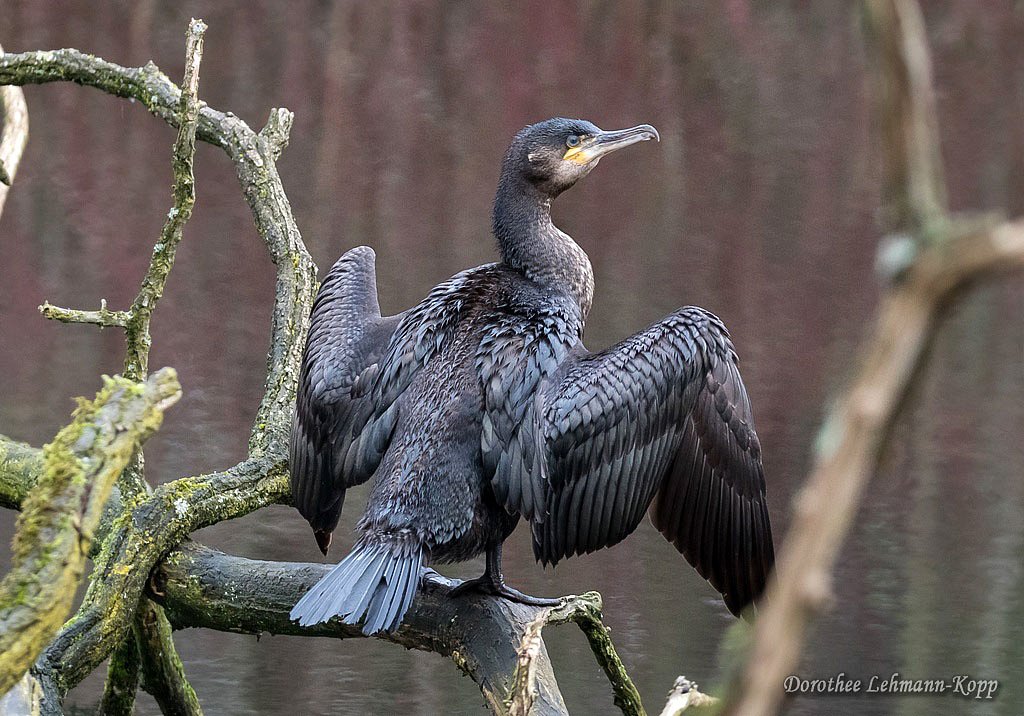 Kormoran