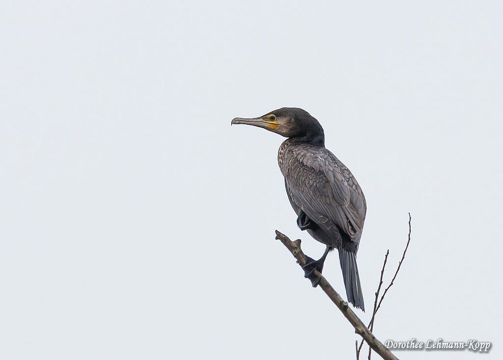 Kormoran