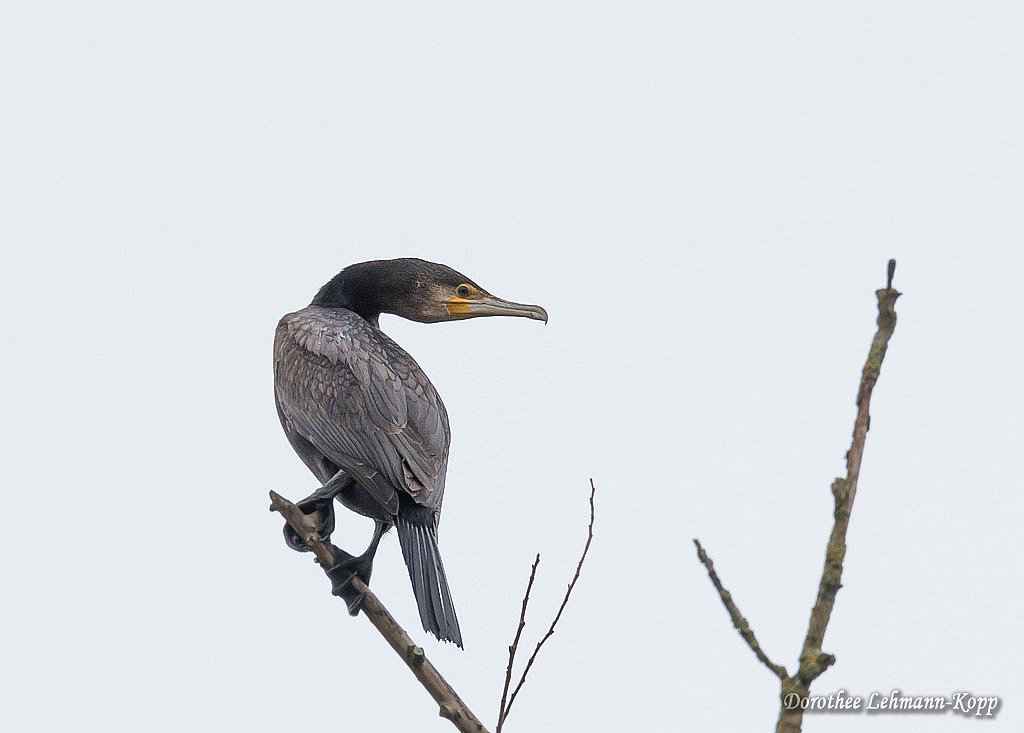 Kormoran