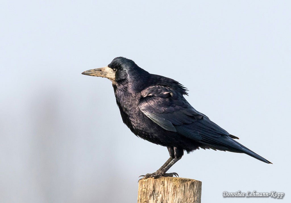 Corviden