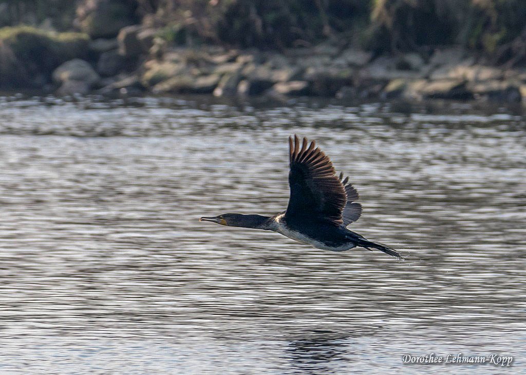Kormoran