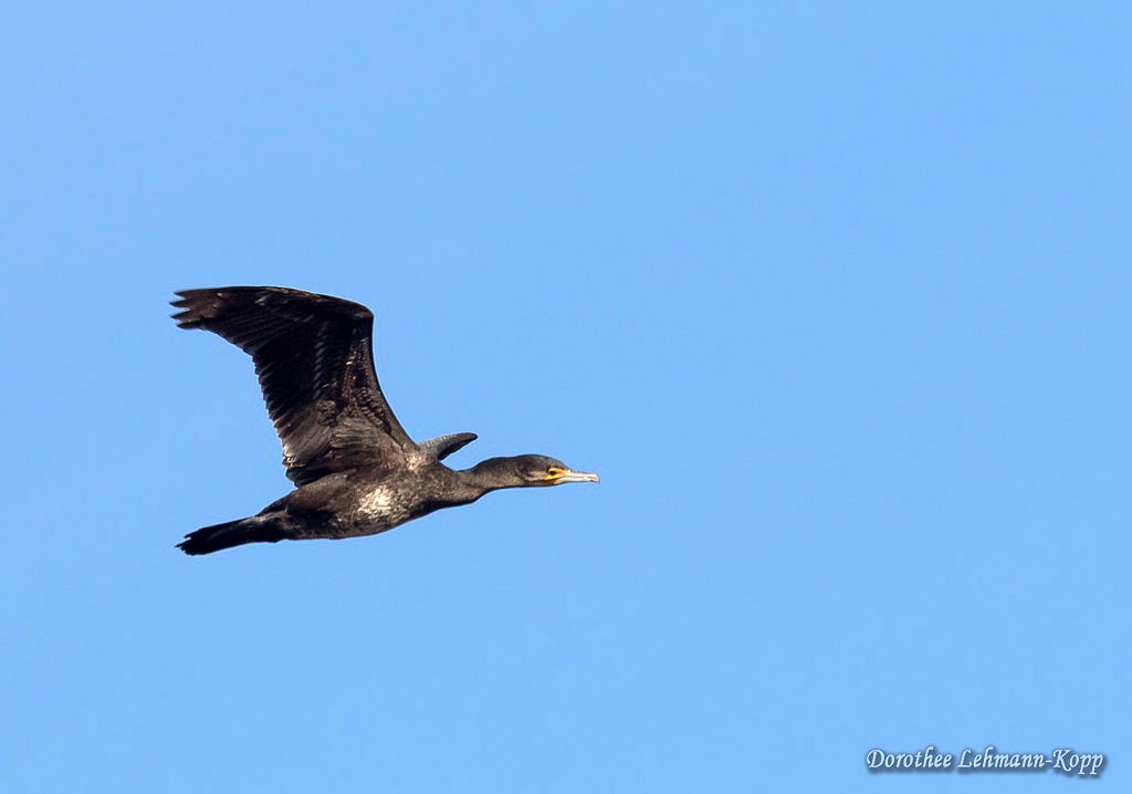 Kormoran