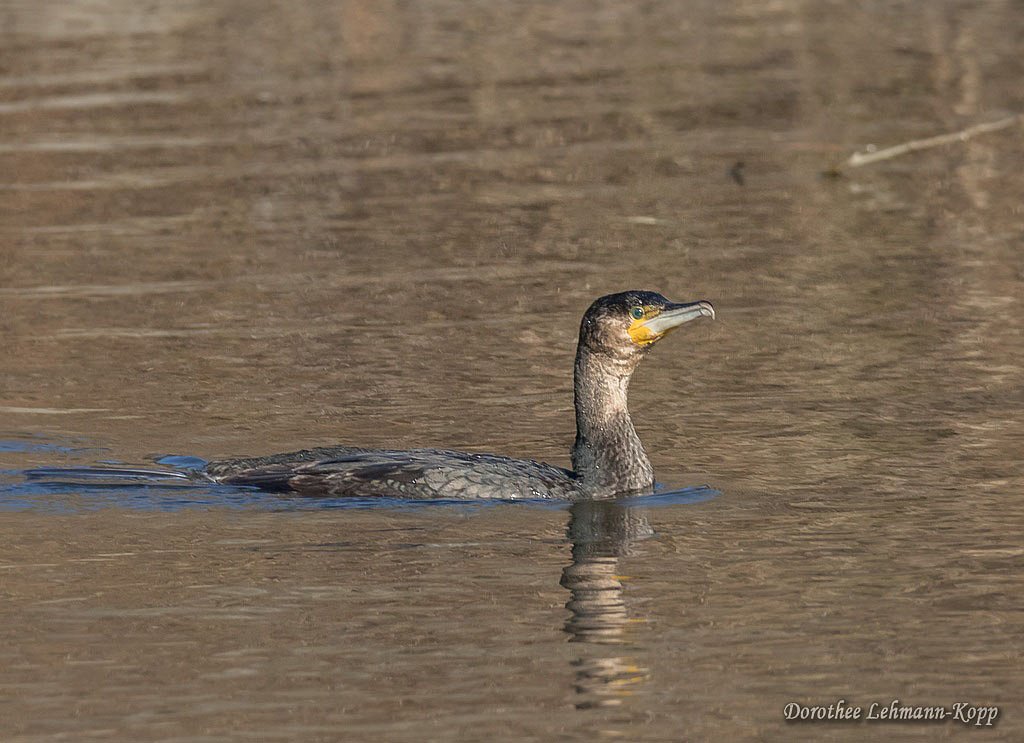 Kormoran