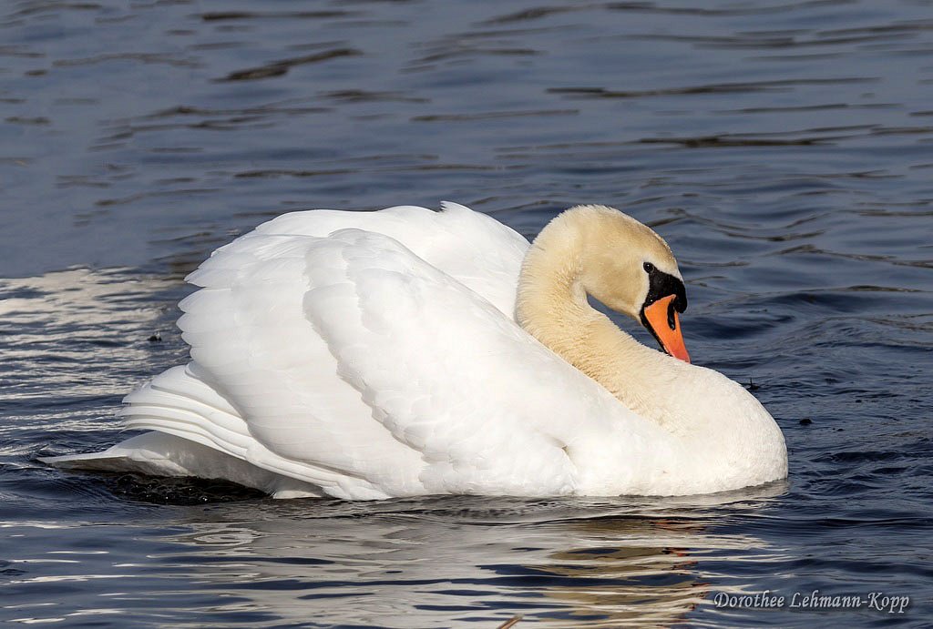 Schwan