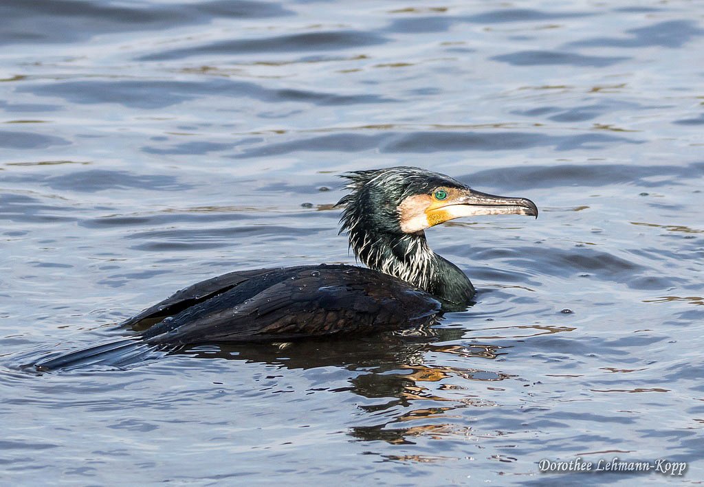 Kormoran