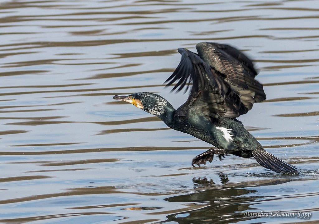 Kormoran