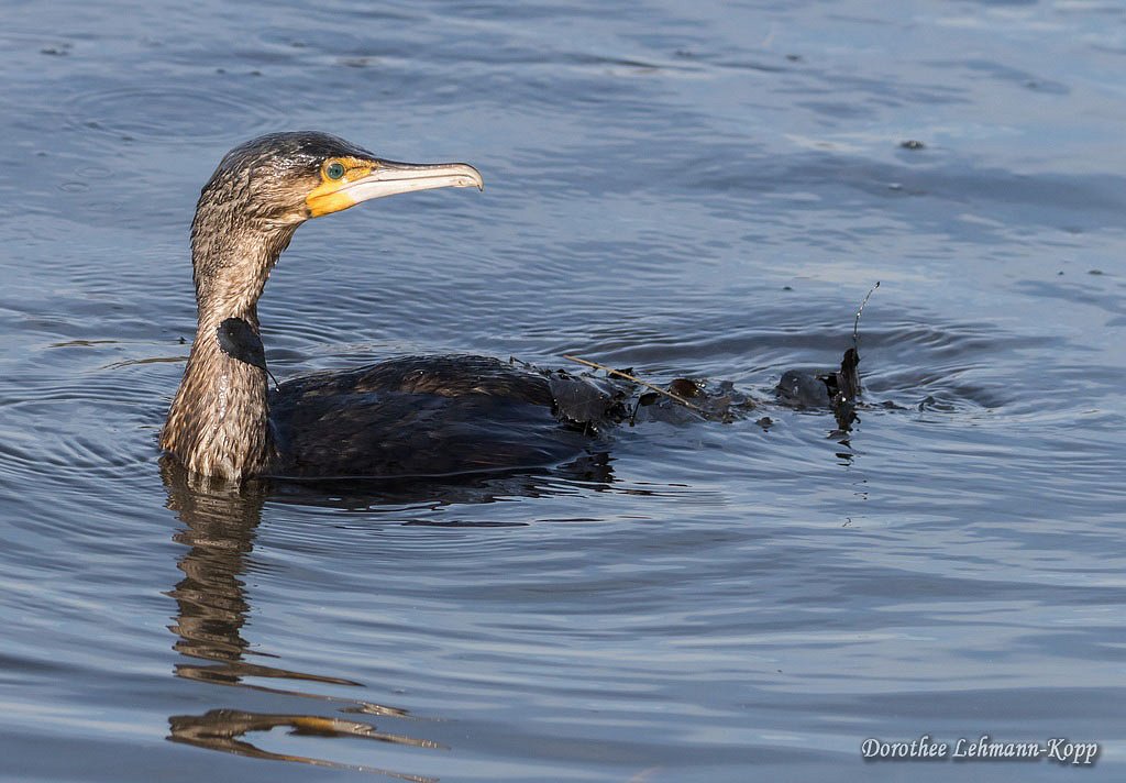 Kormoran