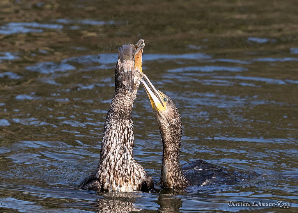 Kormoran
