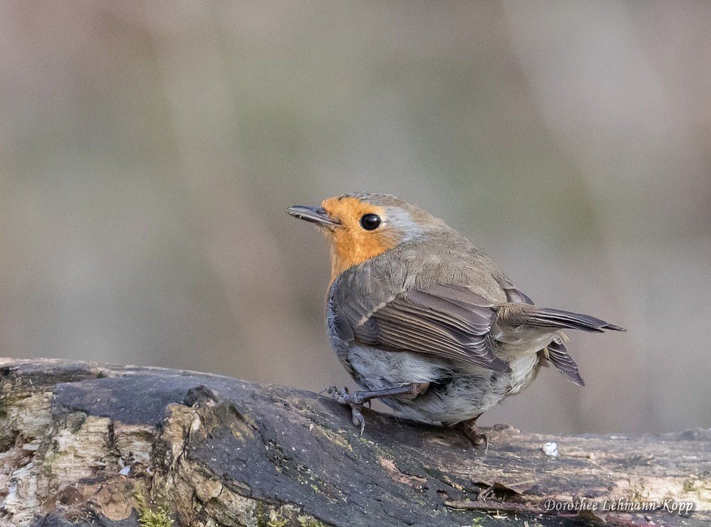 Rotkehlchen