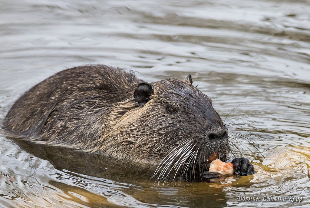 Nutria