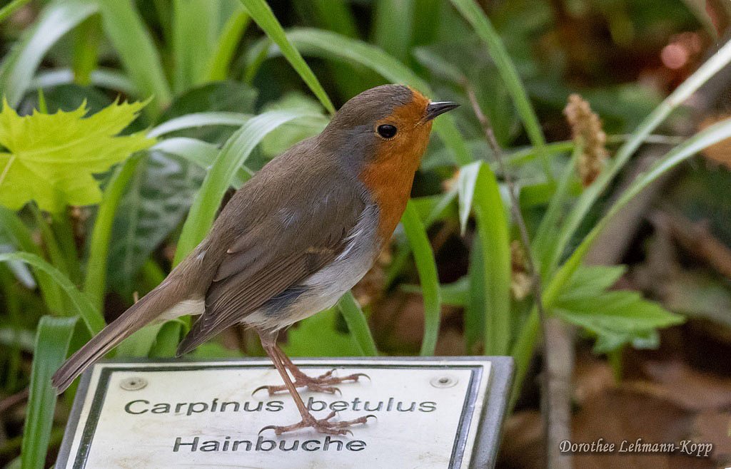 Rotkehlchen