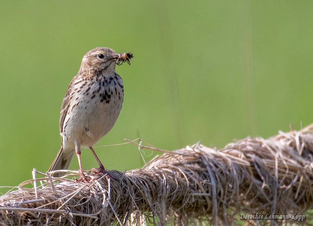 Wiesenpieper