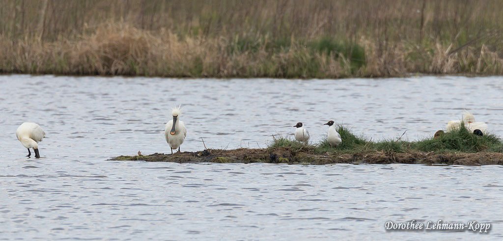 Loeffler,Lachmoewe, Tafelente