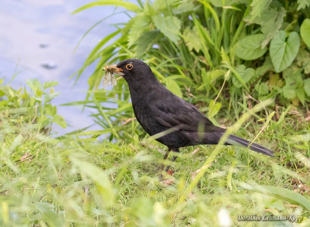 Amsel