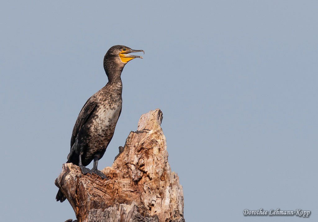 Kormoran
