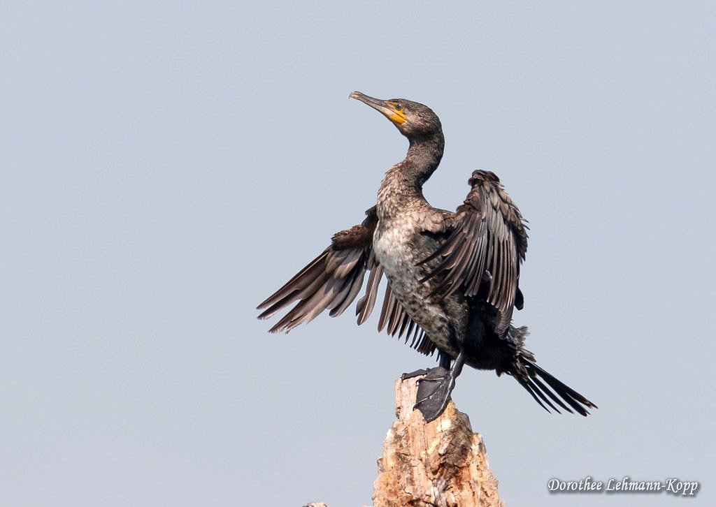 Kormoran