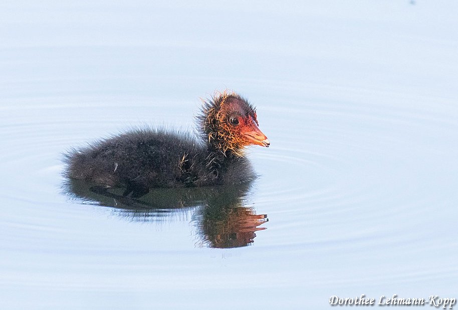 Blaessralle juv.