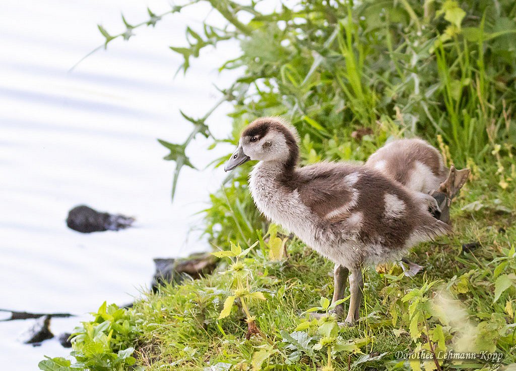 Nilgans