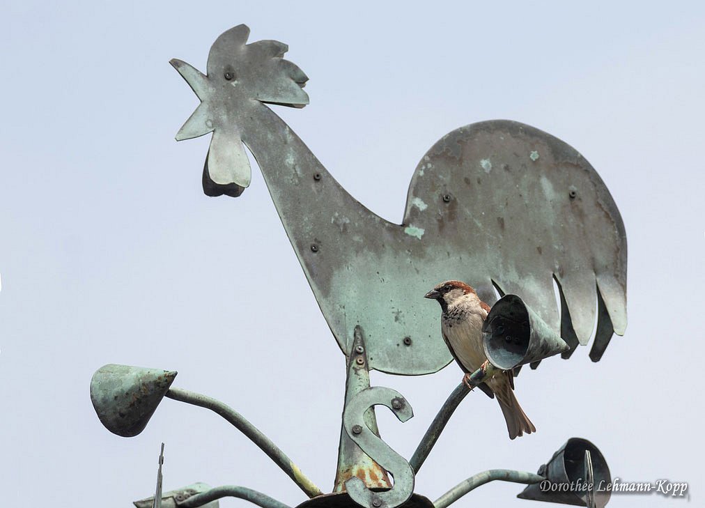 Sperlinge
