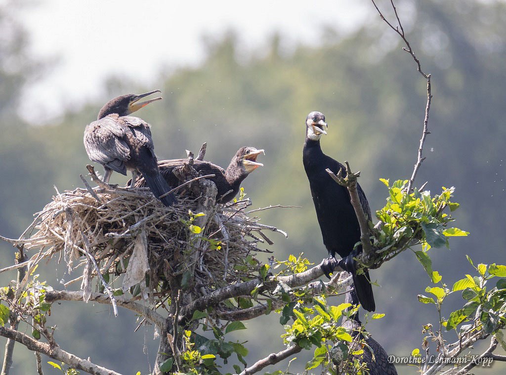 Kormoran