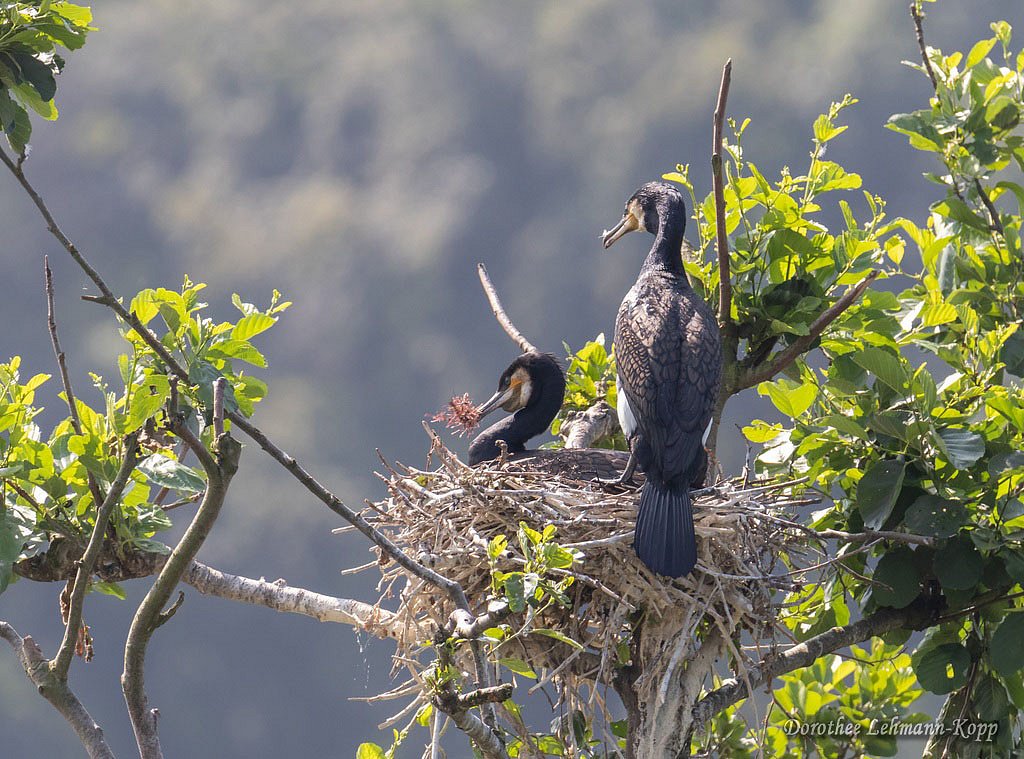 Kormoran