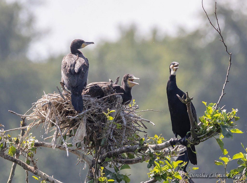 Kormoran